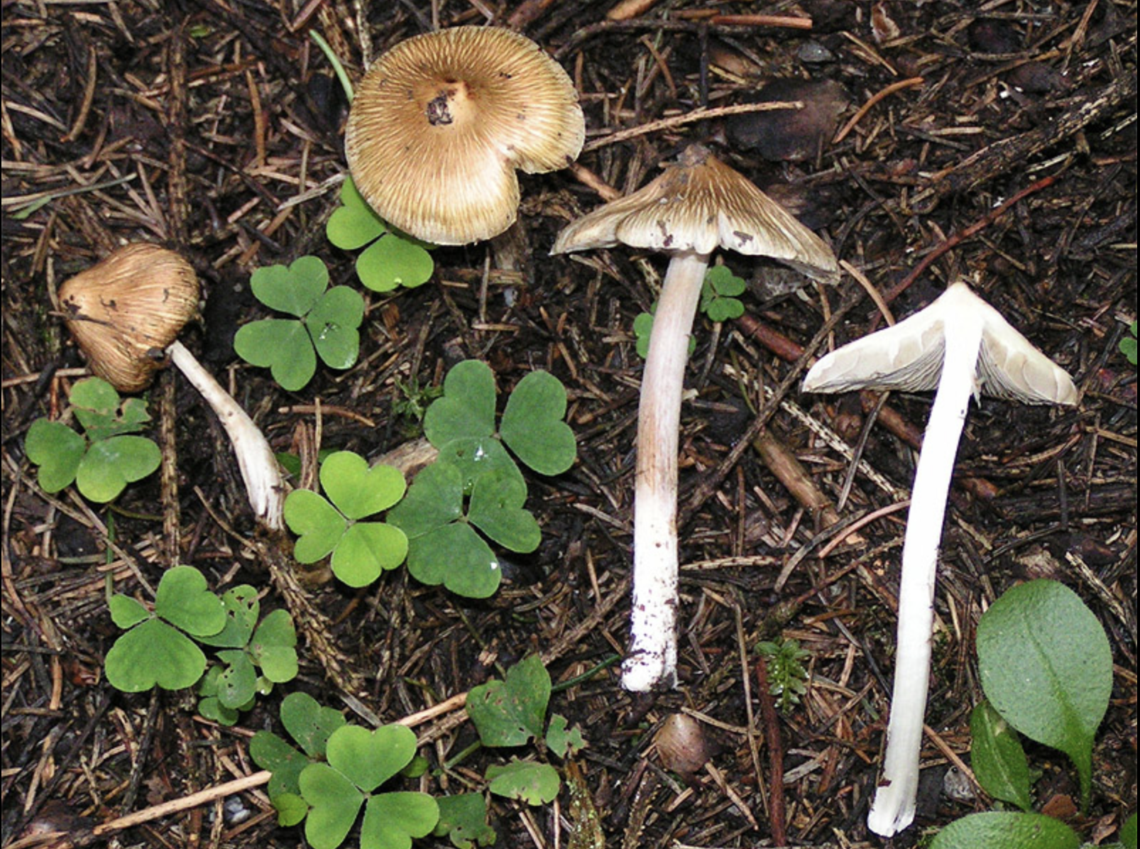 Inocybe paper out!