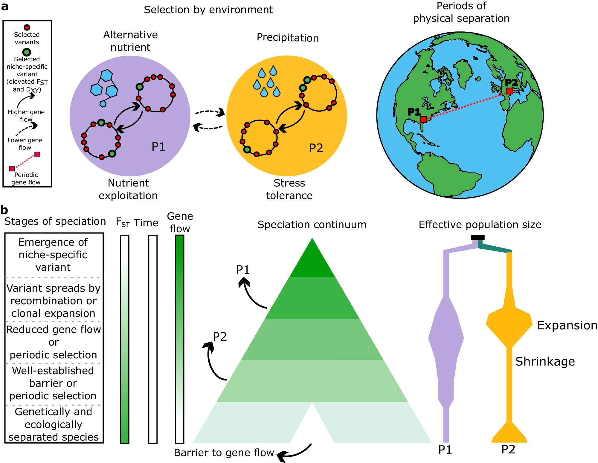 The global speciation continuum of the cyanobacterium Microcoleus