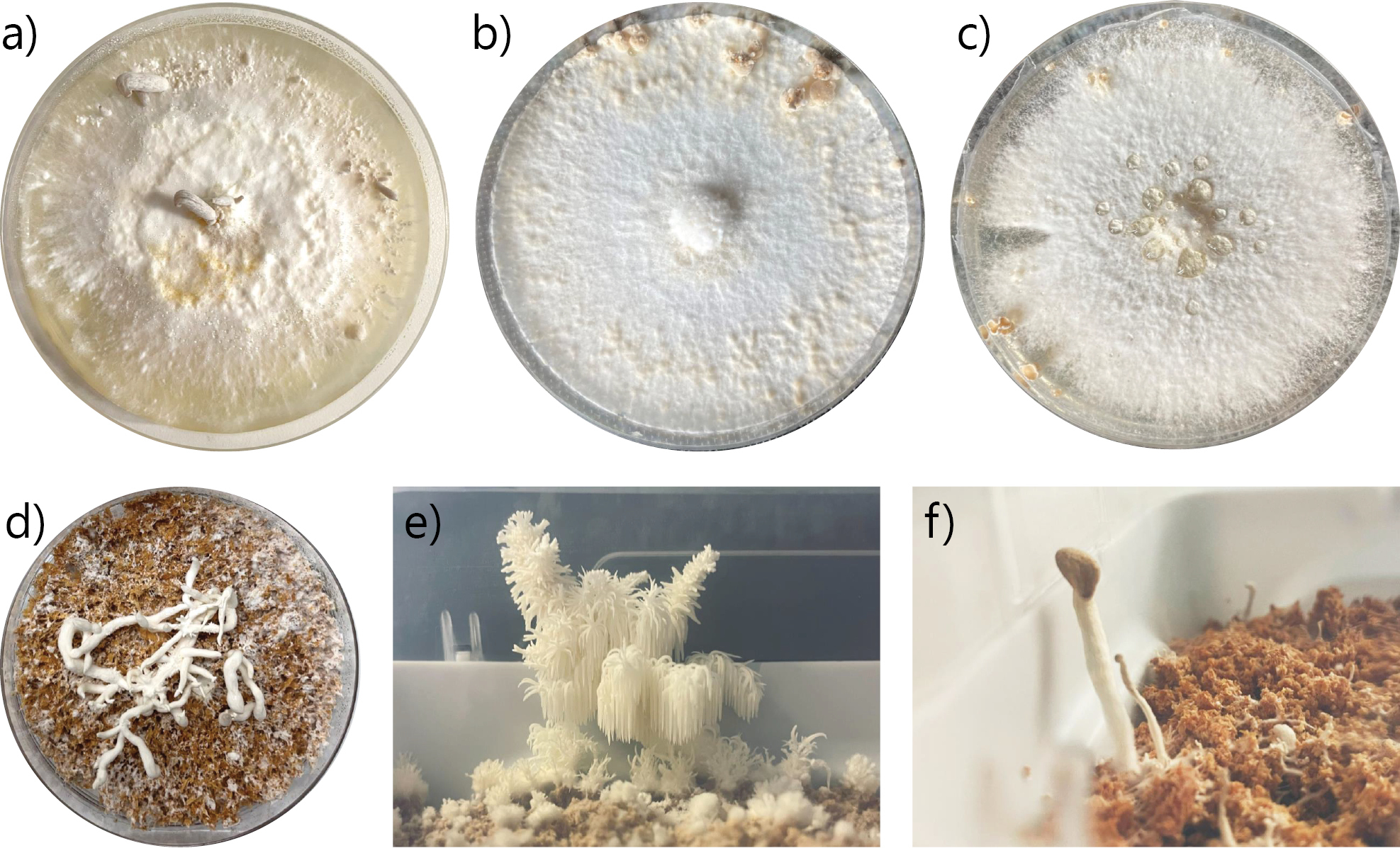 Isolation and characterization of edible mushroom-forming fungi from Swedish nature