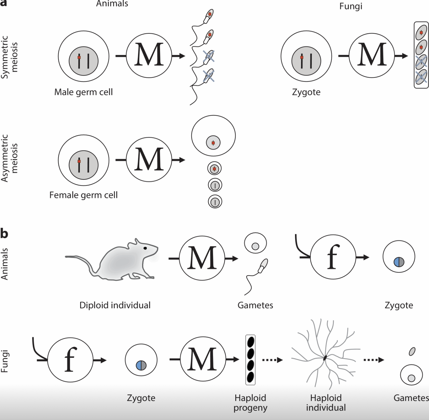 On the Mechanistic Basis of Killer Meiotic Drive in Fungi