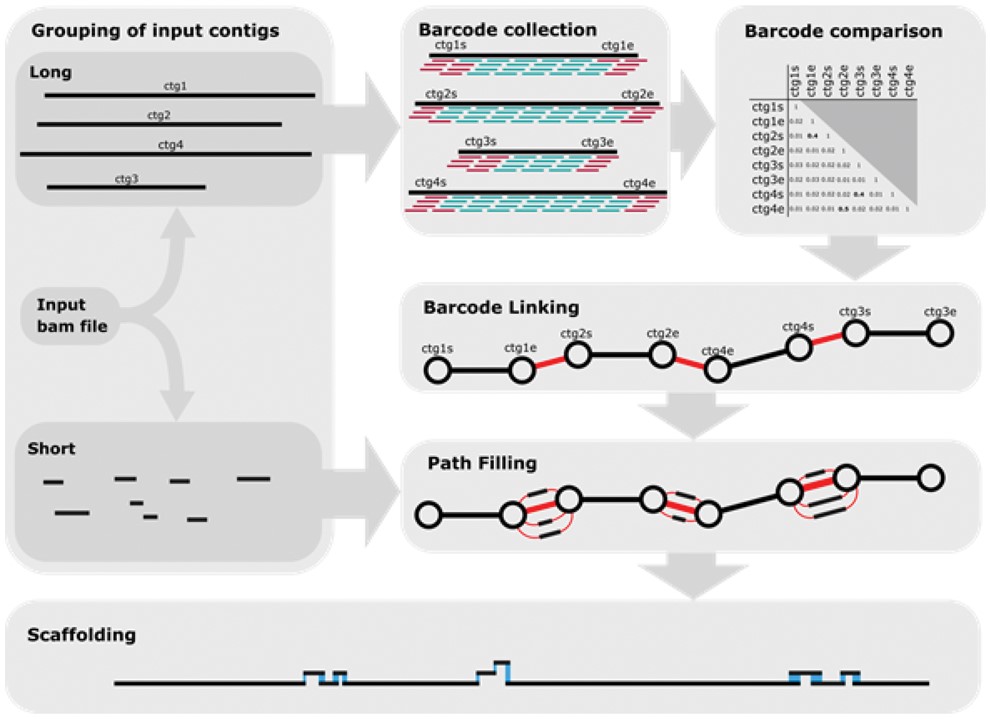 ARBitR: an overlap-aware genome assembly scaffolder for linked reads