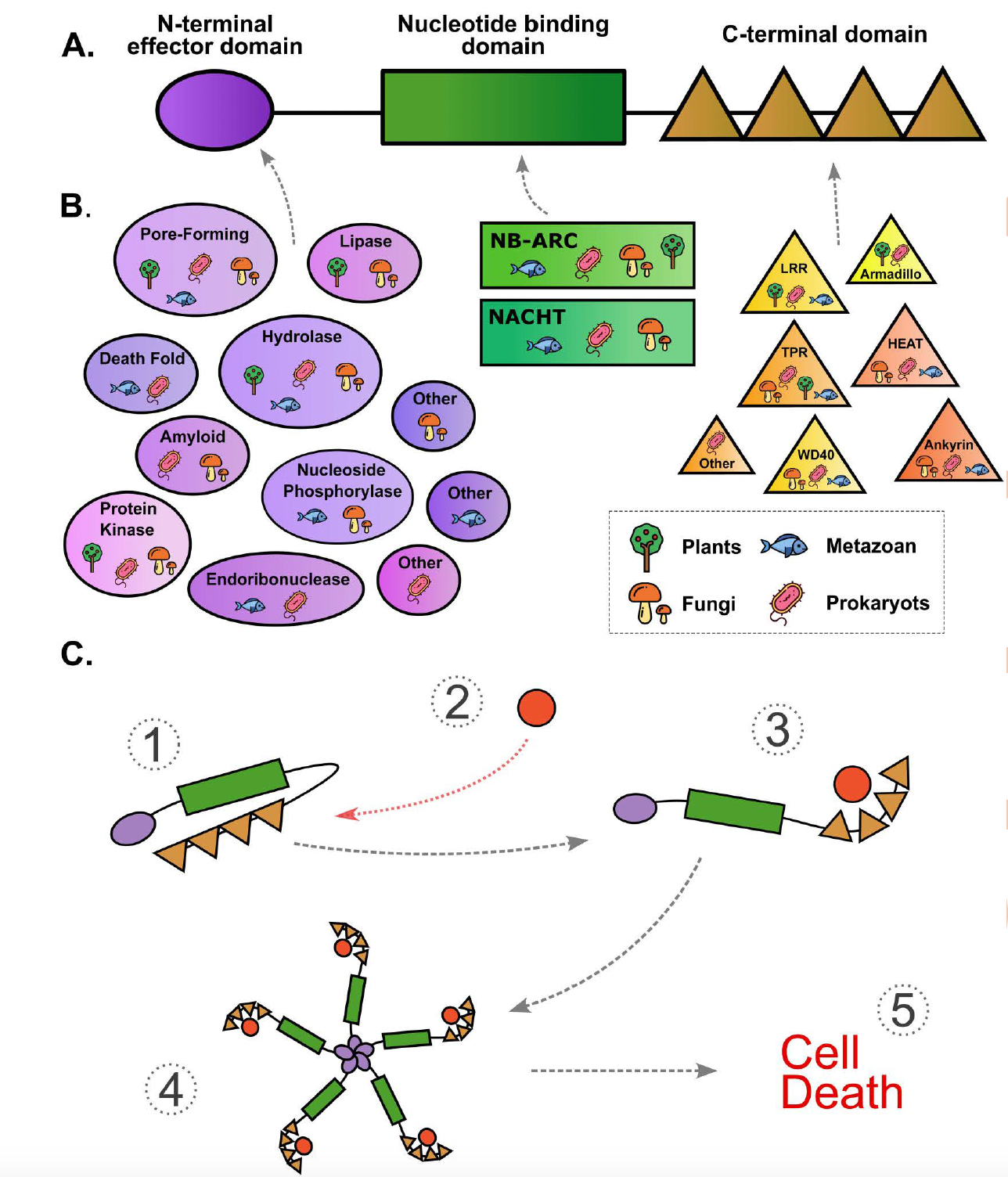 Genomic organization, domain assortments, and nucleotide-binding domain diversity of NLR proteins in Sordariales fungi