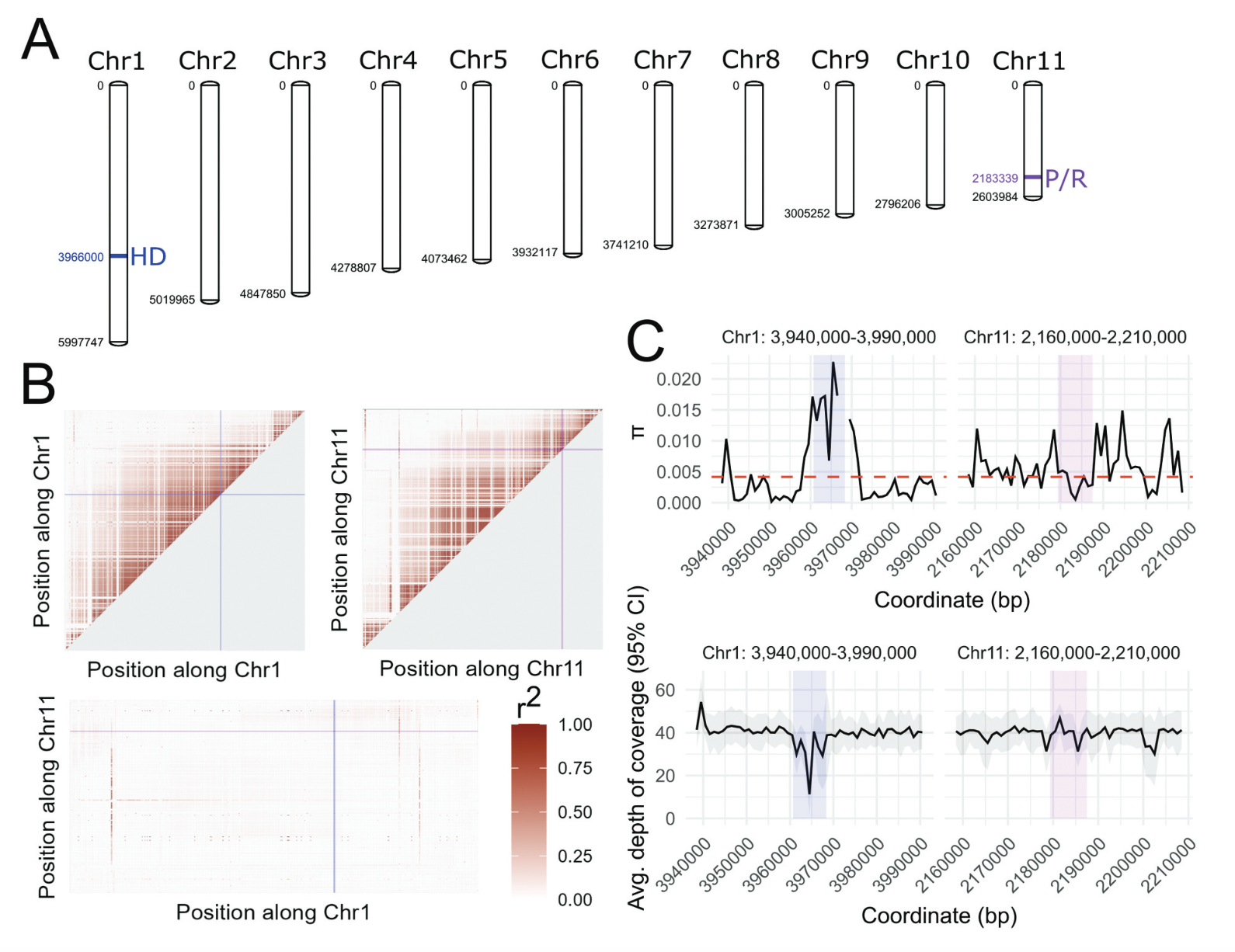 Evolution of a bipolar sexual compatibility system in
            <i>Marasmius</i>