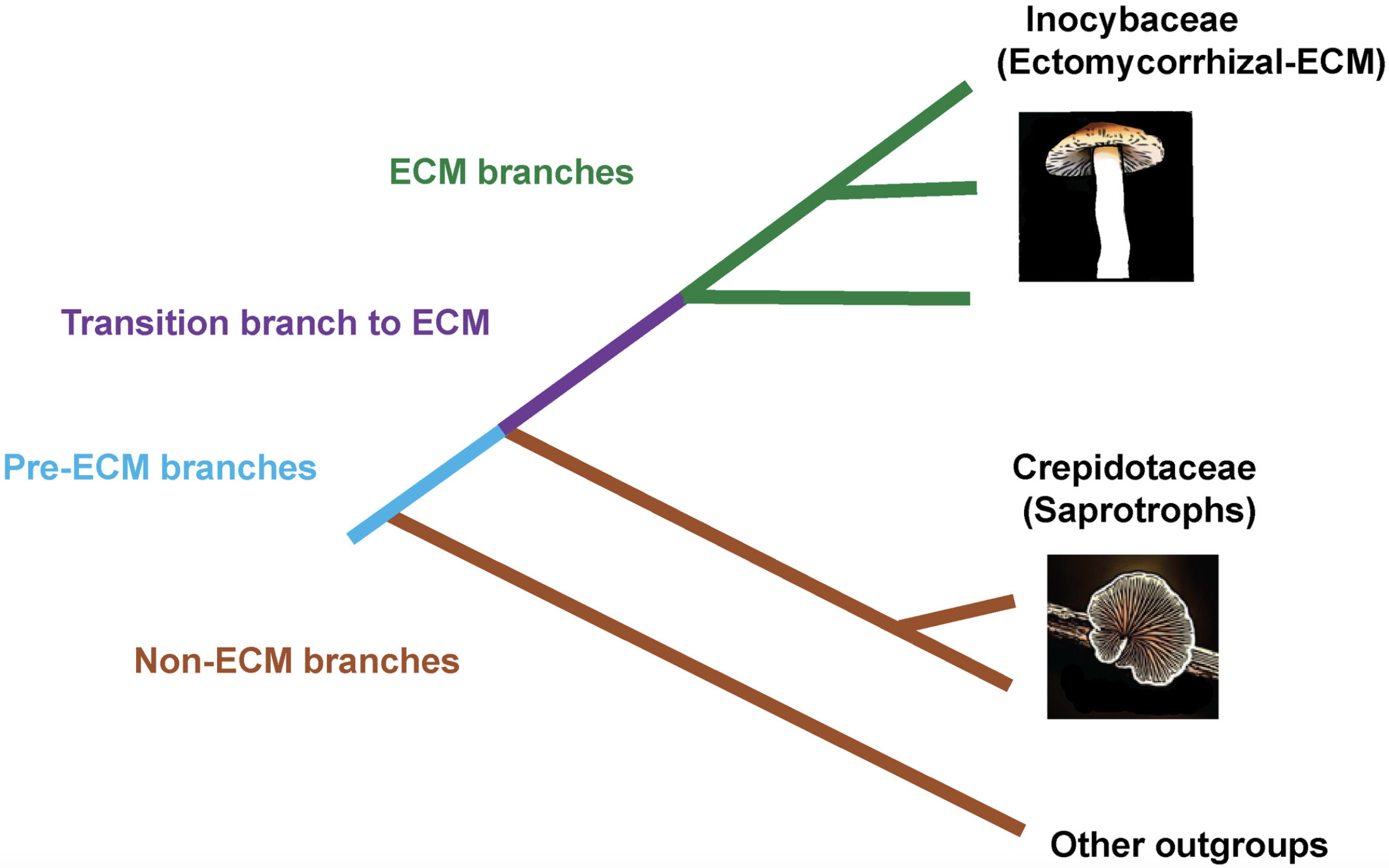 High rate of gene family evolution in proximity to the origin of ectomycorrhizal symbiosis in Inocybaceae