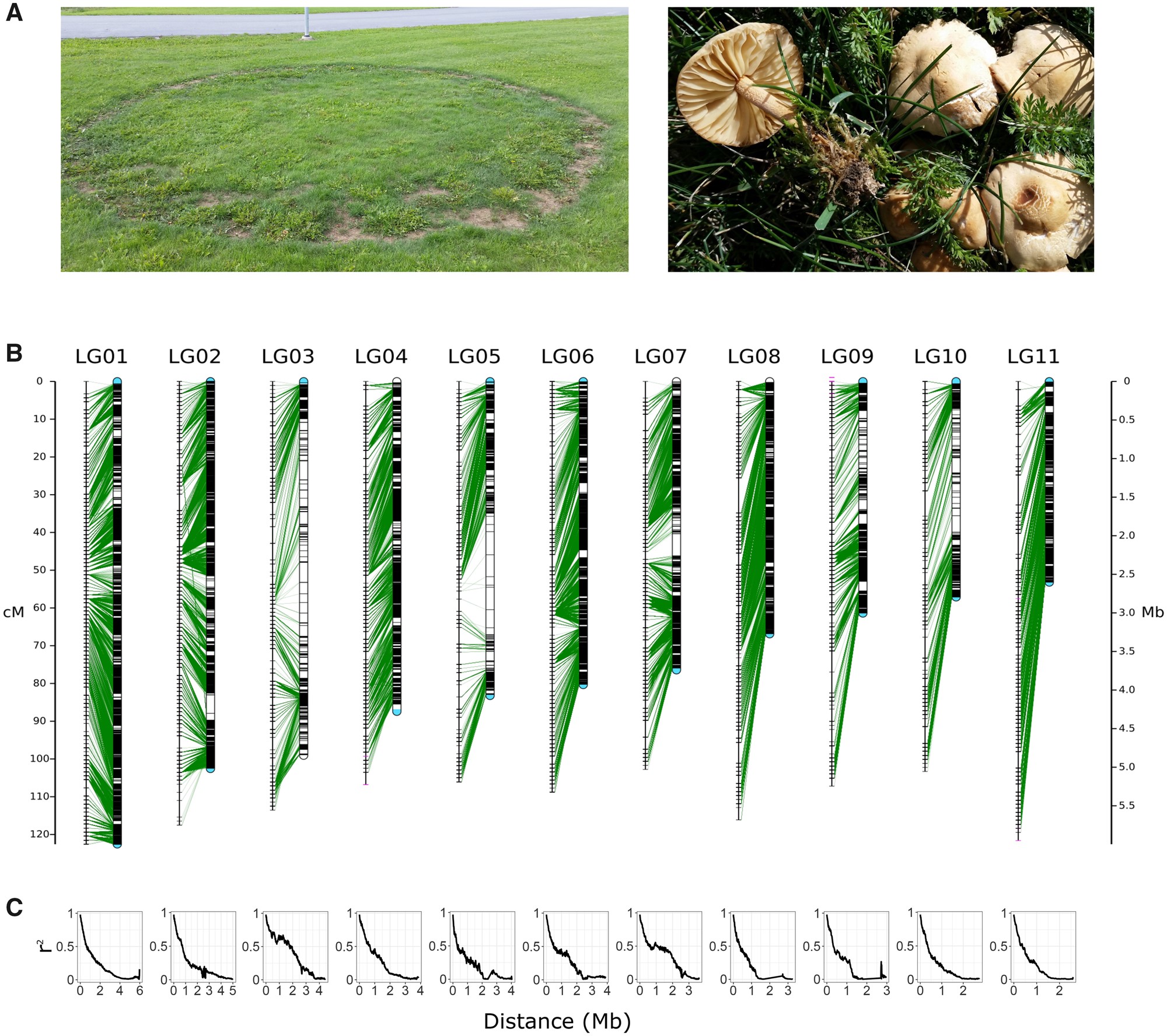 The Assembled and Annotated Genome of the Fairy-Ring Fungus <i>Marasmius oreades</i>
