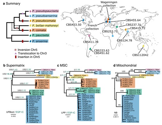 High-Quality Genome Assemblies of 4 Members of the <i>Podospora anserina</i> Species Complex