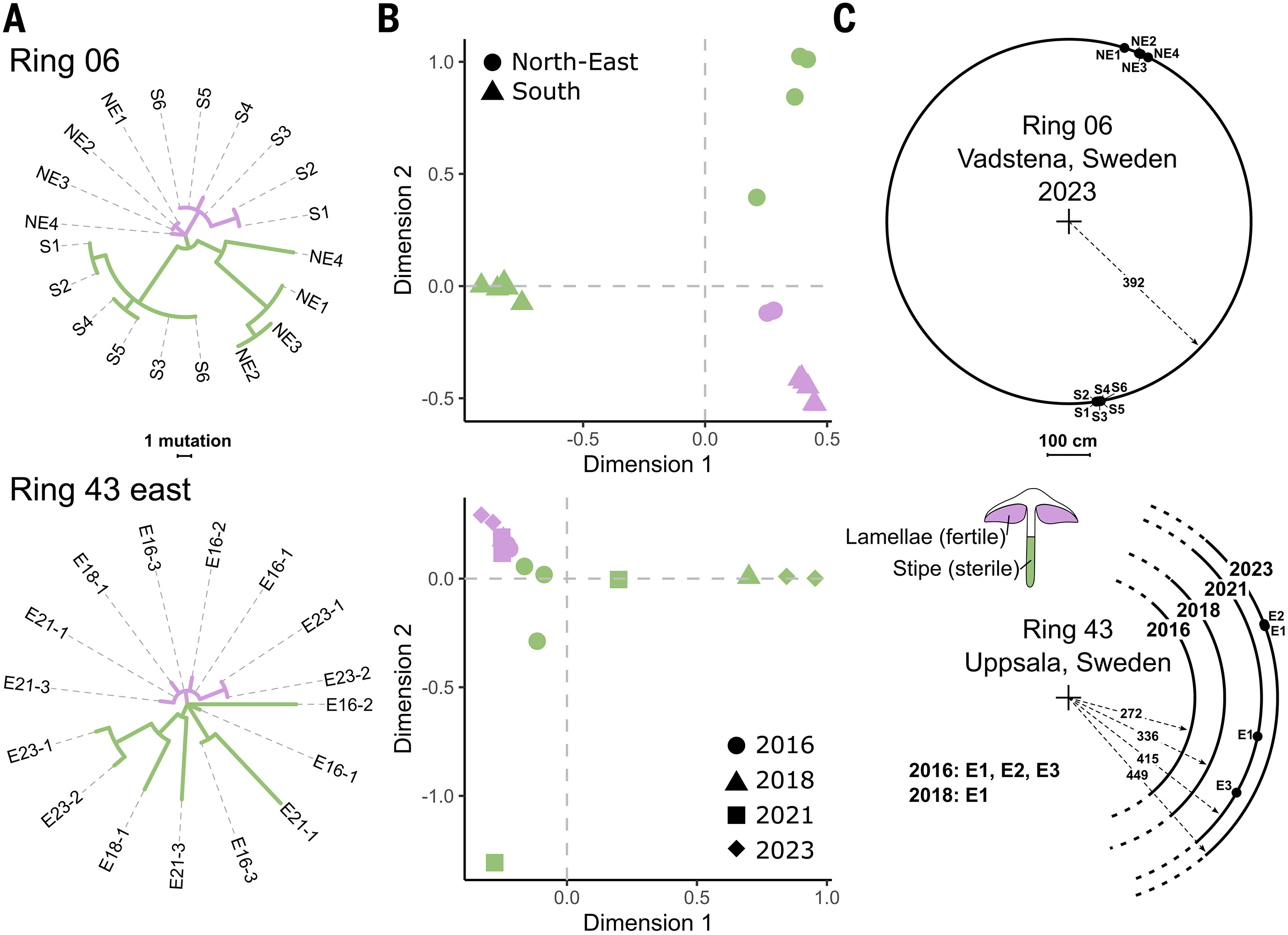 Early germline sequestration in a basidiomycete fungus.