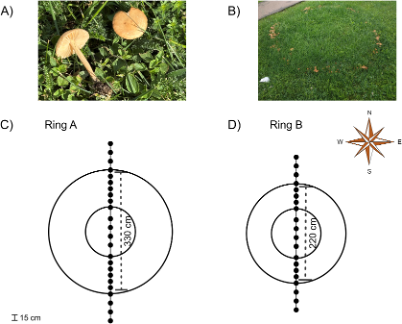 Spatial structure and growth dynamics of fairy rings formed by
                    <i>Marasmius oreades</i>