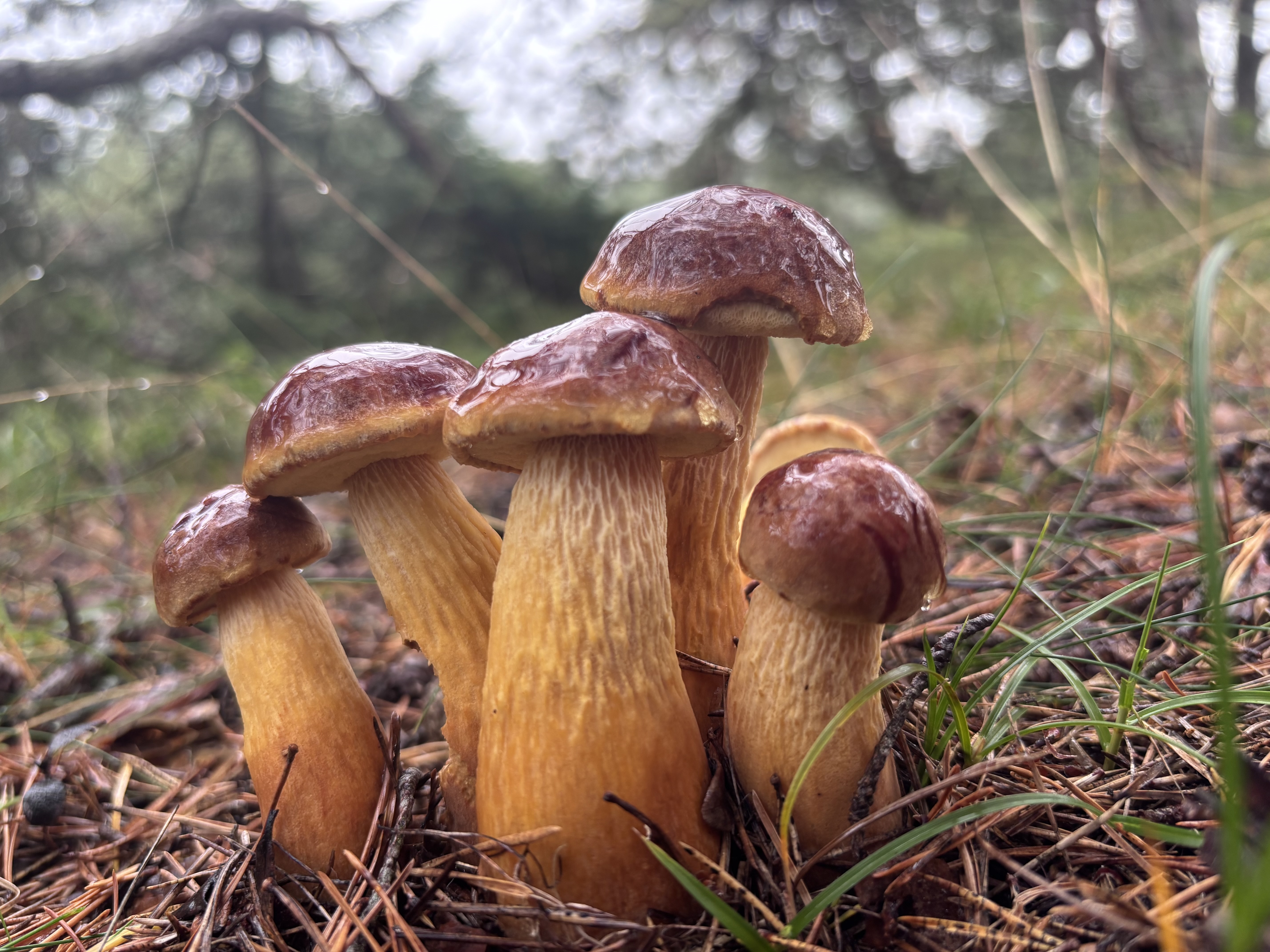 Population biology of Aureoboletus projectellus