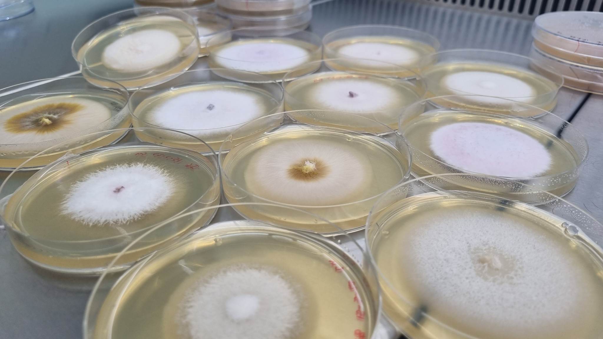 Fungal strains isolated from the mine to pure culture