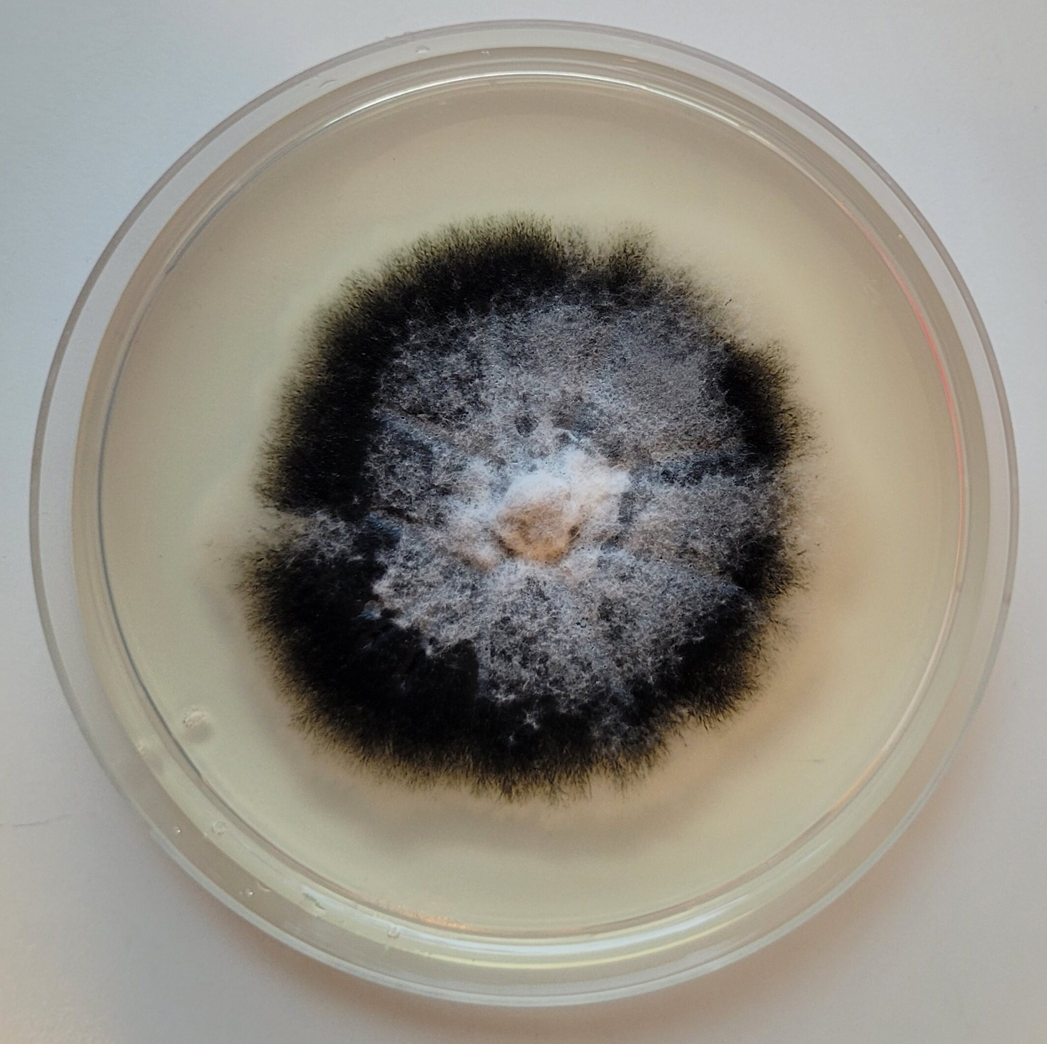 Verticillium longisporum growing on a petri dish